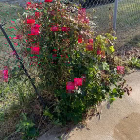 Bush Trimming by Jays Lawns reviewed on May 30, 2025