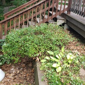 Bush Trimming by A&L Lawncare reviewed on August 5, 2022