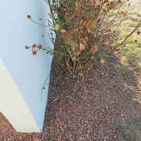 Flower Bed Weeding by E&E Landscape Services reviewed on November 15, 2024