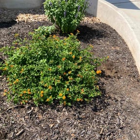Flower Bed Weeding by Top Gun Cleaners reviewed on October 8, 2024
