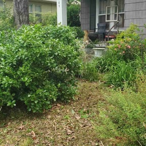 Bush Trimming by Lawn pros. reviewed on May 8, 2025