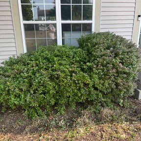 Bush Trimming by Taylorscapes INC reviewed on July 6, 2025