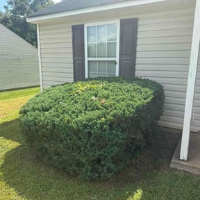 Bush Trimming by Part Time Hubby reviewed on August 30, 2024