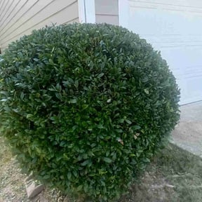 Bush Trimming by Thom's mowing and lawn care reviewed on July 21, 2022