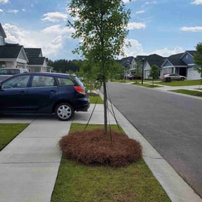 Mulching by #1 grass man reviewed on August 26, 2024