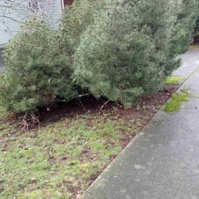 Leaf Removal by Lawn Services reviewed on June 6, 2022