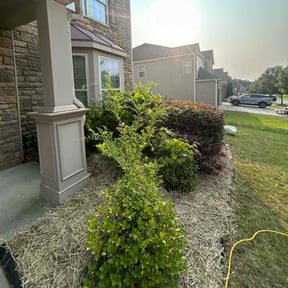 Bush Trimming by Jtdps lawn services reviewed on June 2, 2022