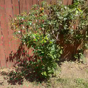 Bush Trimming by Forever Green FG LLC reviewed on August 18, 2024