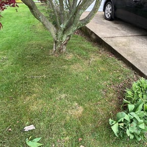 Cleanups by Auggie’s Lawn Care reviewed on May 15, 2021