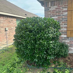Bush Trimming by A Cut Above Landscaping & Lawn LLC reviewed on May 28, 2022
