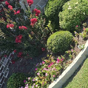 Bush Trimming by Yards Done Daily reviewed on June 27, 2022
