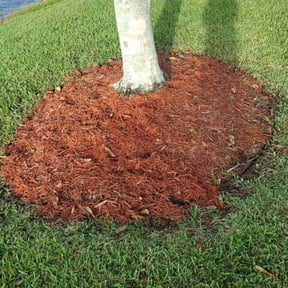 Flower Bed Weeding by TruGreen LawnCare reviewed on August 8, 2024