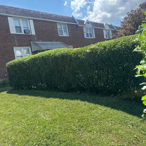 Bush Trimming by Blessed Lawn Care Services & Odd Jobs reviewed on July 8, 2022
