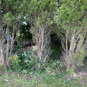 Cleanups by Jay Landscaping reviewed on April 27, 2022