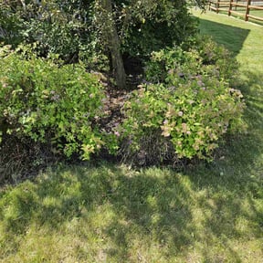 Bush Trimming by Jeremy Jobs reviewed on May 31, 2022