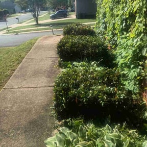 Bush Trimming by Pro Cut Lawns LLC reviewed on June 7, 2022