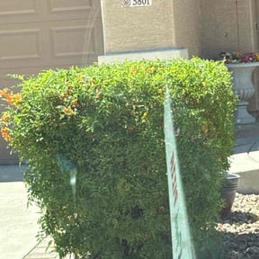 Bush Trimming by Adams Lawn & Outdoor reviewed on June 3, 2022