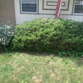 Bush Trimming by The lawn Service,LLC reviewed on May 20, 2022