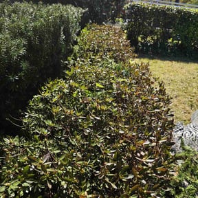 Bush Trimming by 4 seasons concepts LLC reviewed on May 24, 2022