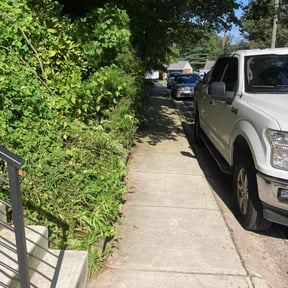 Bush Trimming by Eco Landscape &amp; Design reviewed on June 29, 2025