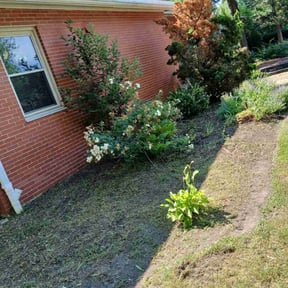 Weeding by Vazquez Lawncare reviewed on June 7, 2025