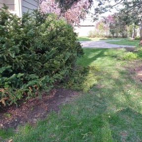 Bush Trimming by The garden friends reviewed on May 19, 2022