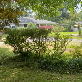 Bush Trimming by LSLTDallas/FortWorthTruGreen reviewed on April 23, 2025