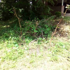 Bush Trimming by Bright's Hauling and Lawncare reviewed on January 9, 2025