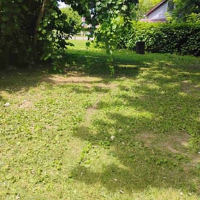 Cleanups by Untouchables Landscaping Services LLC reviewed on August 3, 2022
