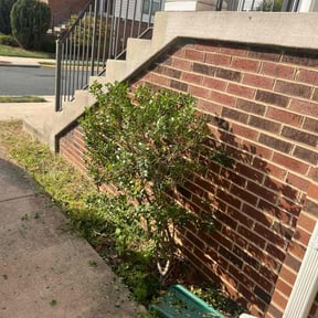 Bush Trimming by Re Image lawn care reviewed on June 14, 2022