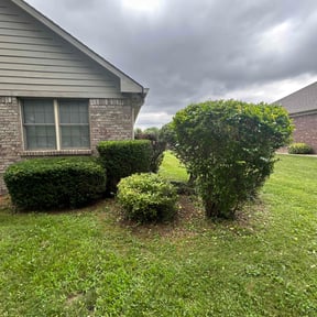 Bush Trimming by Contreras Outdoors reviewed on November 26, 2024