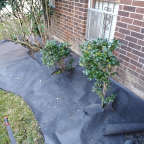 Flower Bed Weeding by LSLTDallas/FortWorthTruGreen reviewed on November 15, 2024