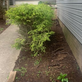 Leaf Removal by Diego Mojica Lawn Care reviewed on December 6, 2021