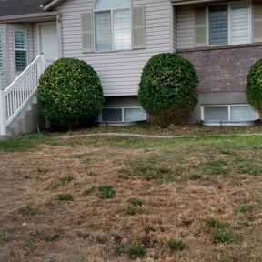 Bush Trimming by Lawn Mowing Sccott reviewed on April 19, 2022