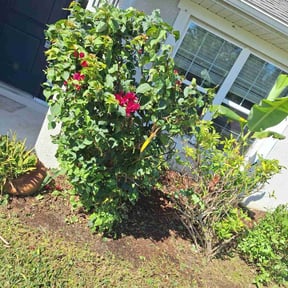 Bush Trimming by EZ Landscape & Snow removal reviewed on August 7, 2022