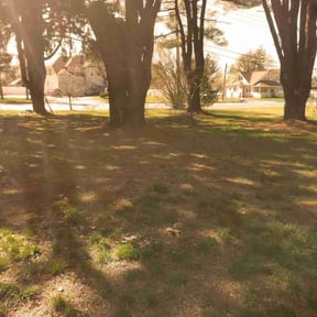 Cleanups by LSLTDallas/FortWorthTruGreen reviewed on June 3, 2025