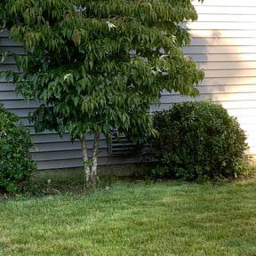 Bush Trimming by Hovde landscaping reviewed on October 14, 2022