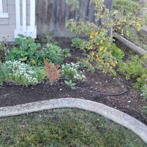 Weeding by Grumpy Ols Mower reviewed on October 19, 2022