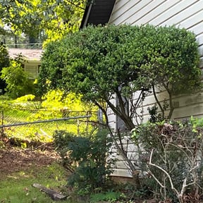 Bush Trimming by Supreme lawn srevice reviewed on November 4, 2024