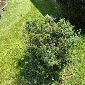 Bush Trimming by MKW Integrated Services reviewed on November 5, 2021
