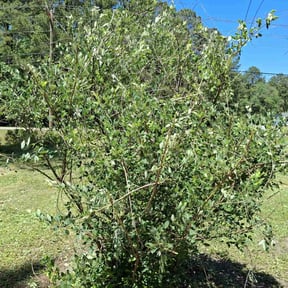 Bush Trimming by Tatum's Lawncare 614 reviewed on June 4, 2022