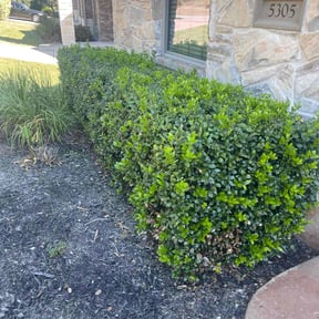 Bush Trimming by Legit Lawn Care reviewed on January 19, 2025