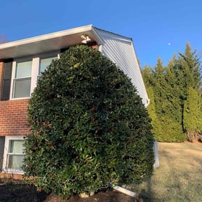 Bush Trimming by B&SS reviewed on August 2, 2022