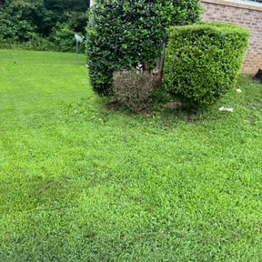 Bush Trimming by Q&R landscaping solutions reviewed on June 1, 2022
