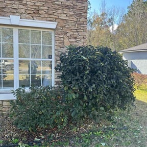 Bush Trimming by J&S home services reviewed on August 1, 2025