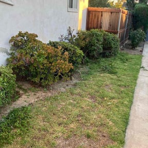 Bush Trimming by Killian Landscaping, LLC. reviewed on May 26, 2020