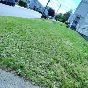 Leaf Removal by Cutting Under Pressure reviewed on March 20, 2022