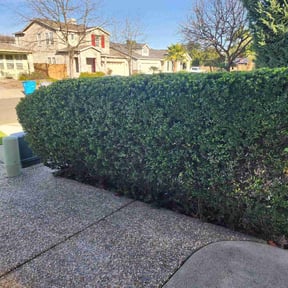 Bush Trimming by Cutting Edge Lawn Care and Tree Service reviewed on August 4, 2022