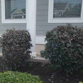 Bush Trimming by Outsiders Landscape Co. LLC reviewed on August 8, 2022