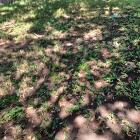 Leaf Removal by Nextdoor Lawn Services LLC reviewed on July 28, 2022